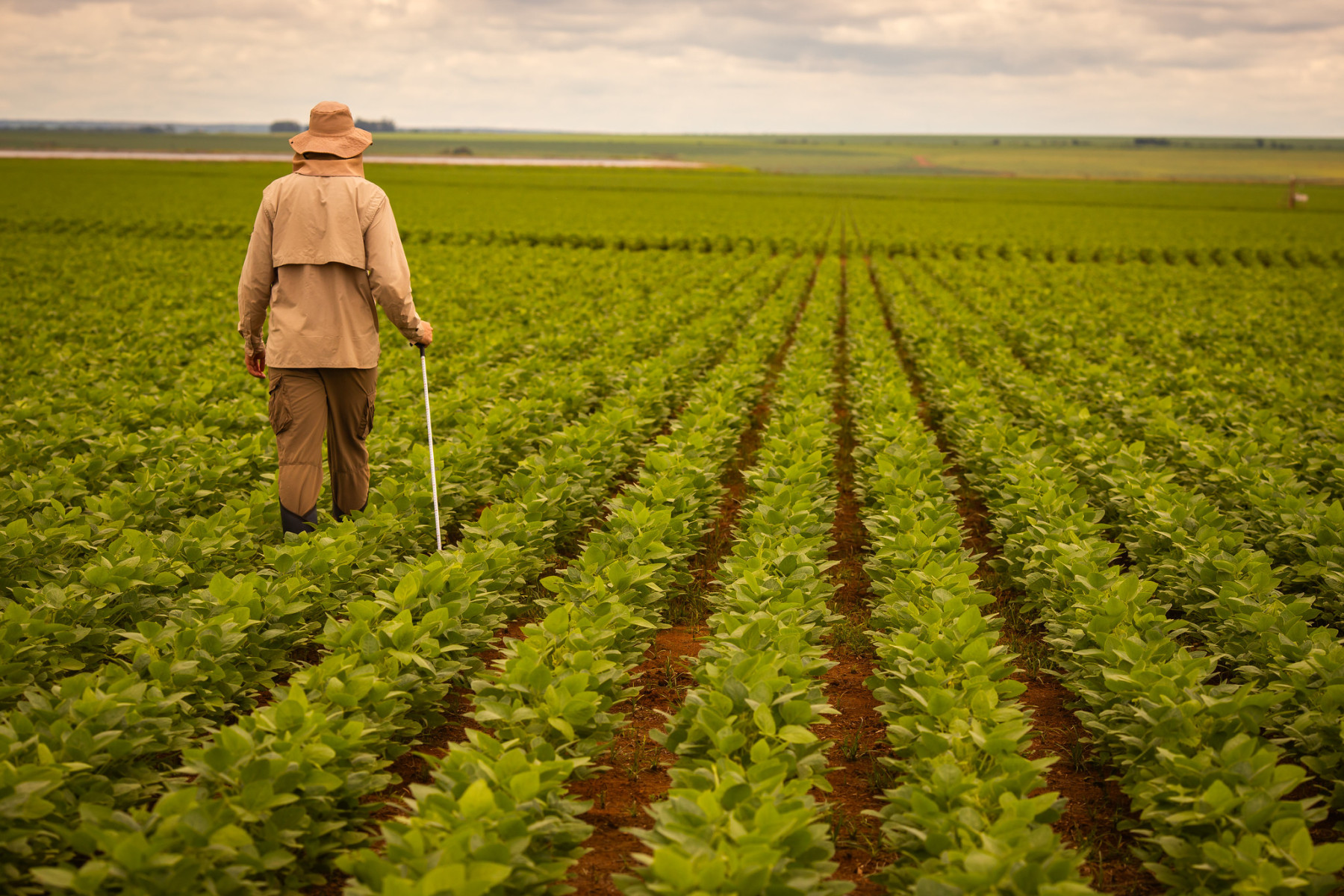 Feira agropecuária é cancelada devido a desafios vividos pelo setor