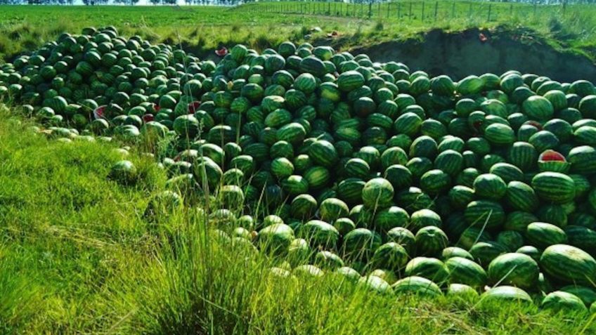 Preço da melancia graúda sobe 8,8% no Rio Grande do Sul