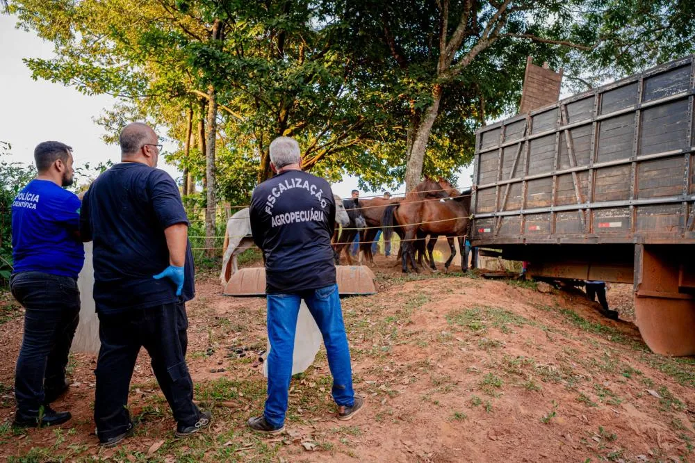 Fechado abatedouro clandestino de cavalos para produção de hambúrguer; vídeo