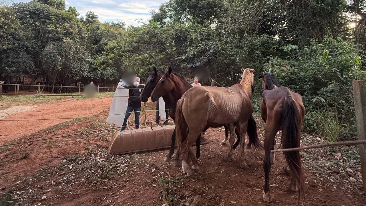 Empresário envolvido em abate ilegal de cavalos se entrega à polícia em Anápolis