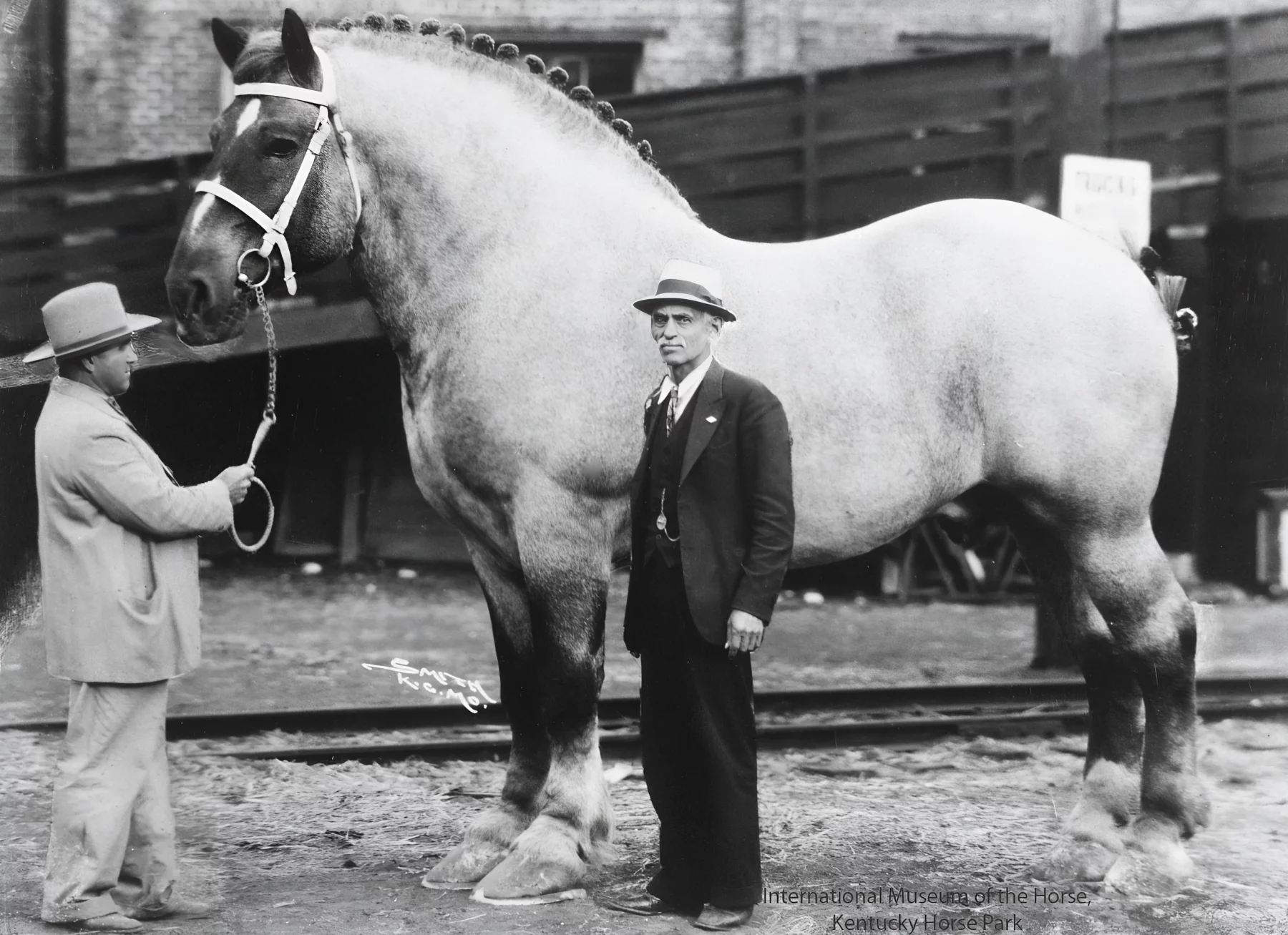 Conheça a lenda de Sampson, o maior cavalo do mundo