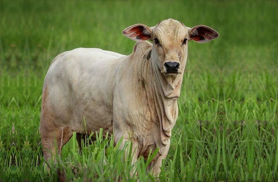 Preço dos bezerros garante cenário de vantagens para pecuaristas da terminação