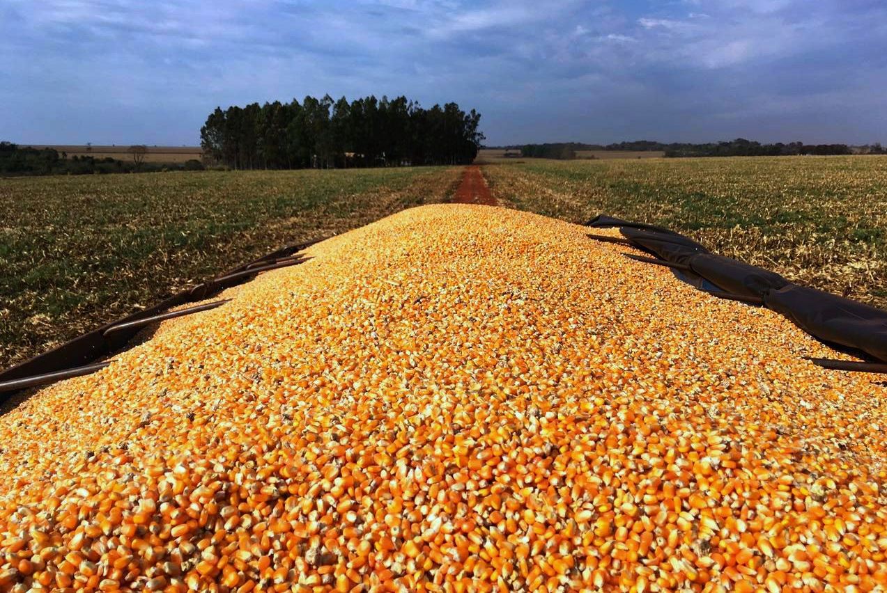 Estoques baixos e demanda aquecida sustentam alta de preços do milho