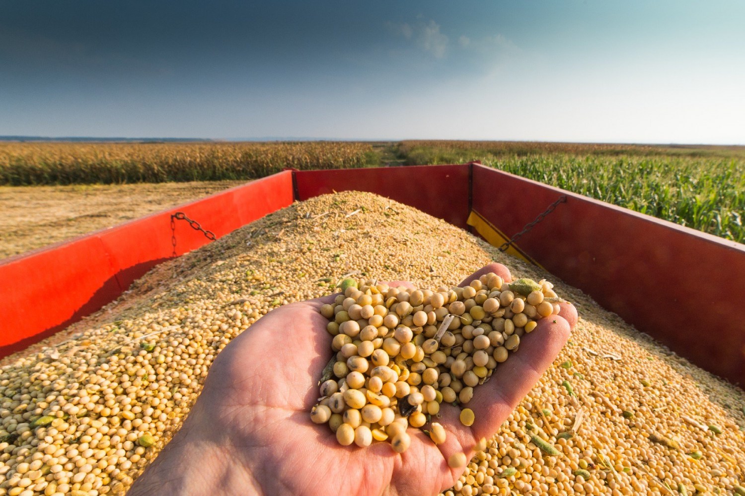 Colheita de soja atinge 97,33% da área em MT, informa Imea