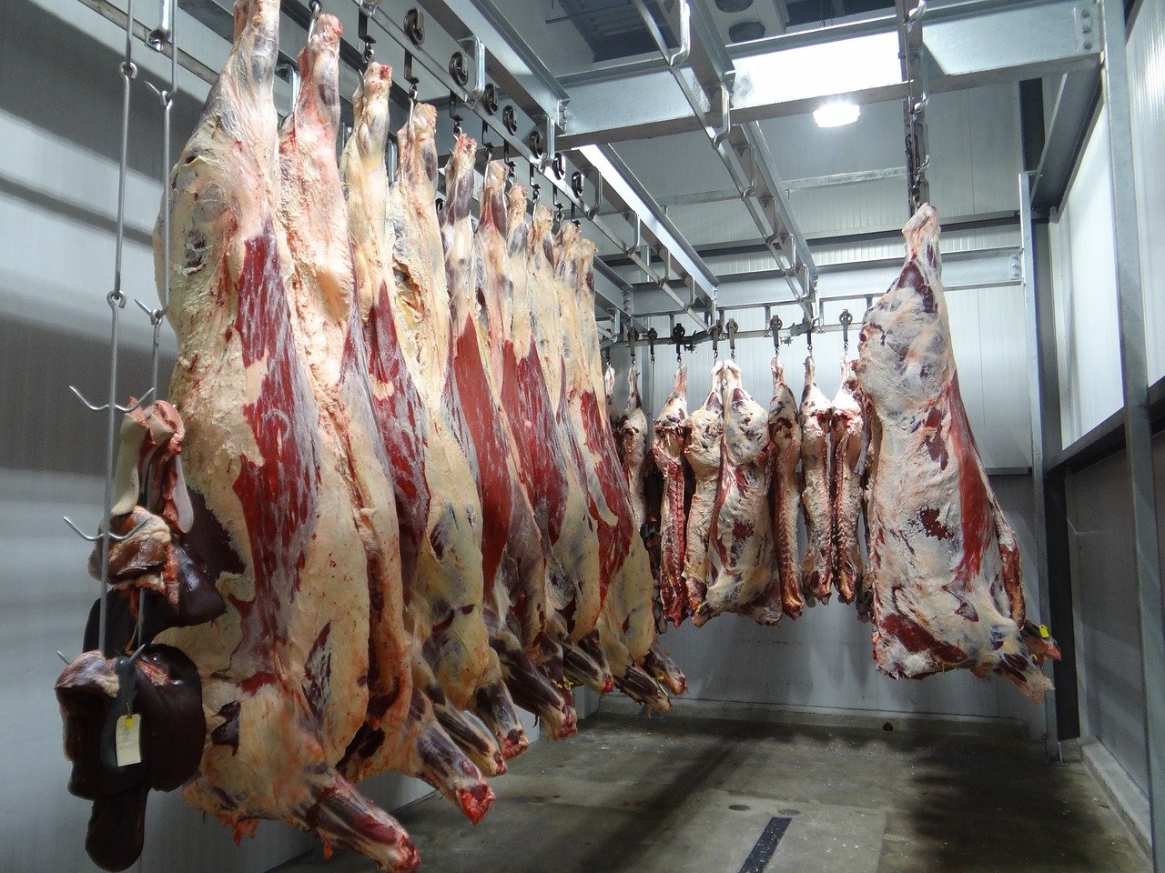 ABRAFRIGO: Exportações de carne bovina desaceleram em fevereiro, com queda de 6% nos volumes embarcados