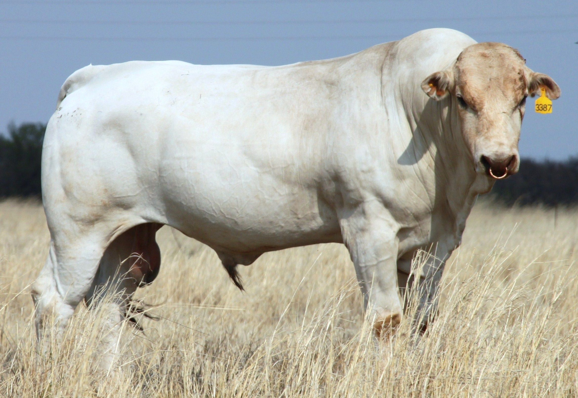 Pecuarista cria o maior e mais agressivo gado do mundo, conheça a raça