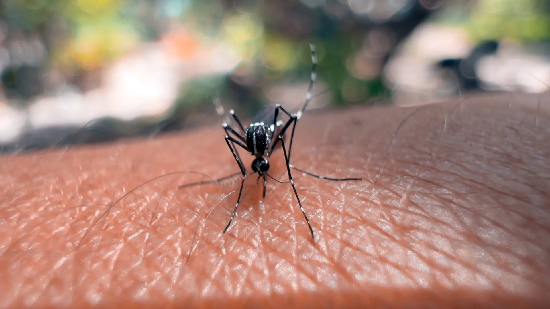 Parecido com a dengue? Como reconhecer os sintomas do vírus Chikungunya