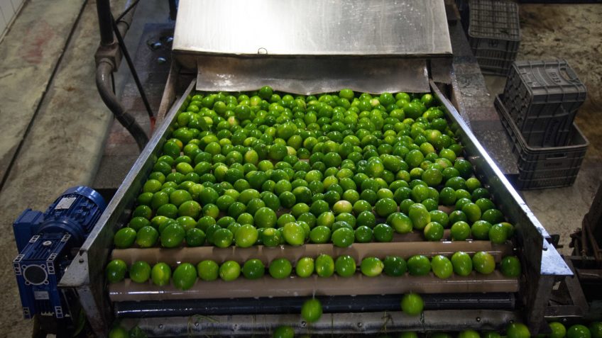 Preços de laranja e limão taiti sobem após queda em fevereiro