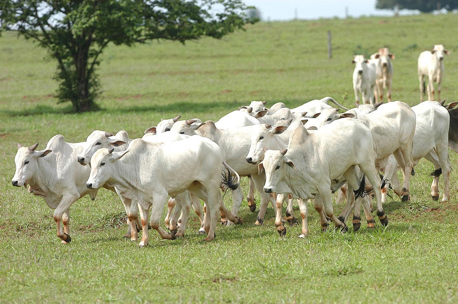 Arroba do boi gordo: veja como abriram as cotações na semana