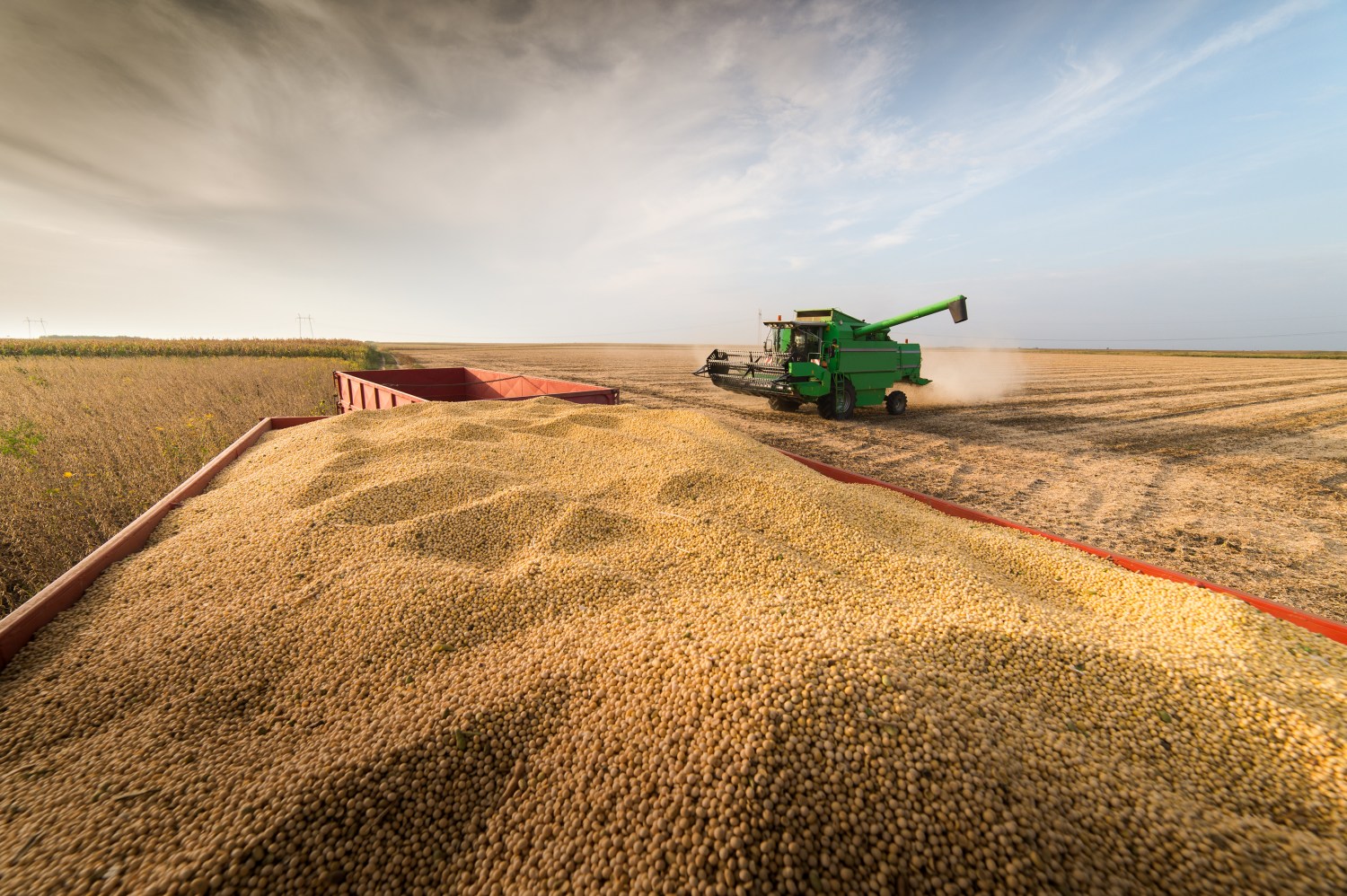 EUA vendem 352,6 mil t de soja da safra 2024/25, revela USDA