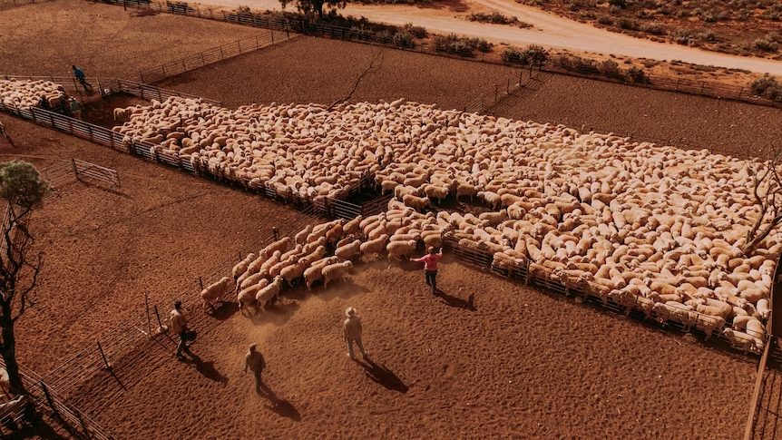 Conheça a maior fazenda de ovelhas do mundo, que é sete vezes maior que São Paulo