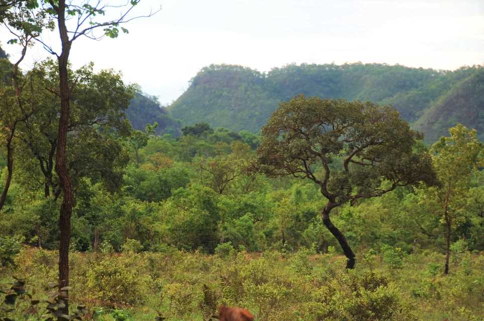 APqC: venda de áreas de pesquisa ameaça o que resta do bioma Cerrado em SP